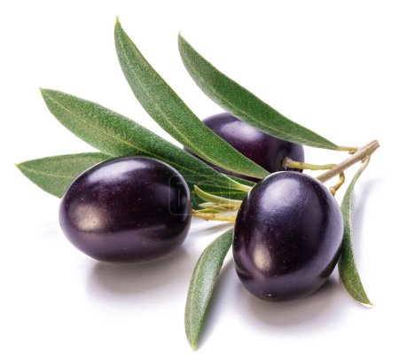 Fresh black olive berries on olive twig isolated on white background.