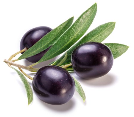 Frische schwarze Olivenbeeren auf Olivenzweig isoliert auf weißem Hintergrund.