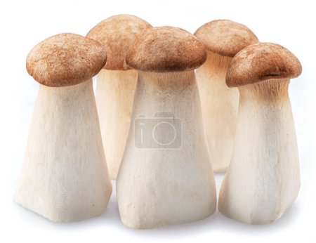Photo for Eryngii mushrooms isolated on white background. Close-up. - Royalty Free Image