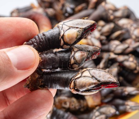 Photo for Raw goose barnacles in man's hand on white background. - Royalty Free Image