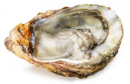 Photo for Opened raw oyster isolated on white background. Delicacy food. - Royalty Free Image