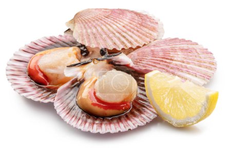 Photo for Group of fresh opened scallop with lemon slice close up. Clipping path. - Royalty Free Image