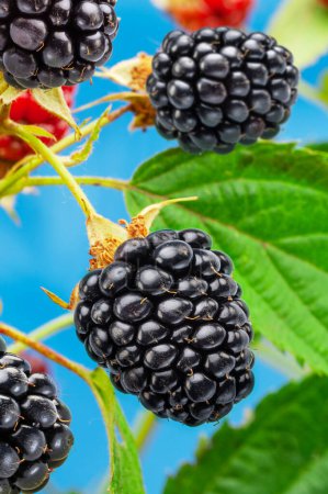 Photo for Ripe blackberry fruits on the blackberry bush on blue sky background. - Royalty Free Image