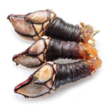 Raw goose barnacles close up isolated on white background. 