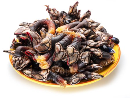 Photo for Raw goose barnacles on yellow plate on white background. - Royalty Free Image