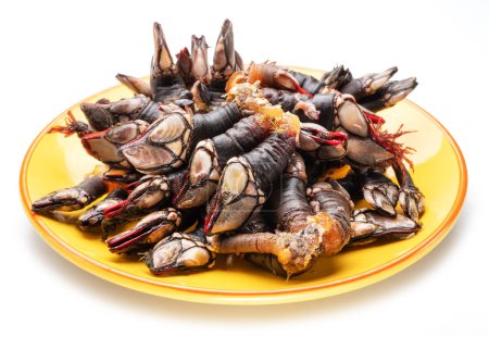 Photo for Raw goose barnacles close up on yellow plate on white background. - Royalty Free Image