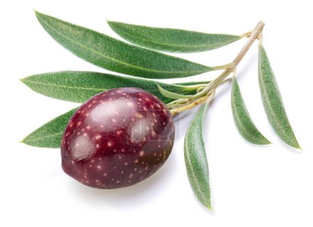 Photo for Fresh olive berry on olive twig isolated on white background. - Royalty Free Image