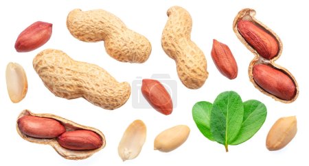 Collection of peanuts whole and cracked. leves isolated on white background. File contains clipping path.