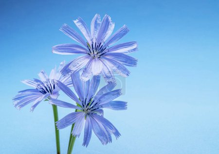 Téléchargez les photos : Fleurs de chicorée tendres près sur le fond bleu. - en image libre de droit