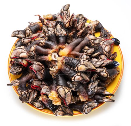 Photo for Raw goose barnacles on yellow plate on white background. - Royalty Free Image