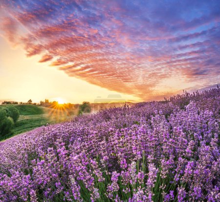 Lavendelfeld und wunderschön bewölkter Himmel bei Sonnenaufgang. Schöne Natur Hintergrund.