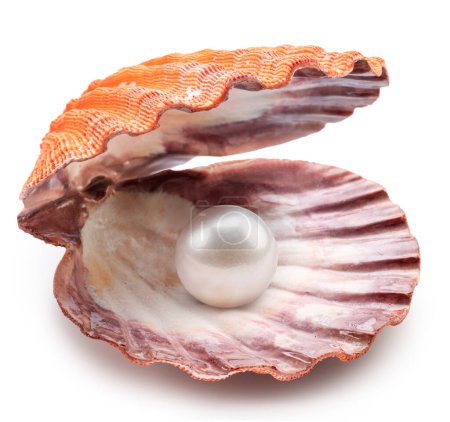Photo for Open scallop shell with pearl inside on white background. File contains clipping path. - Royalty Free Image