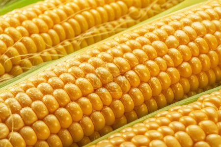 Foto de Semillas de maíz en mazorca de maíz cubiertas con pequeñas gotas de agua. Macro tiro. - Imagen libre de derechos