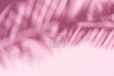 Téléchargez les photos : Ombre floue de feuilles de palmier tropicales sur fond de mur rose. Concept d'été. - en image libre de droit