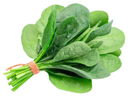 Photo for Bunch of spinach leaves isolated on white background. - Royalty Free Image