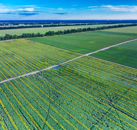 Photo for Panoramic view of sunflower field.  Top view of sunflower heads. Picture is taken by drone. - Royalty Free Image