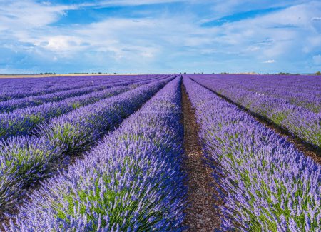 Photo for Lavender field in blossom. Rows of lavender bushes and beautiful skyscape at the background. Brihuega, Spain. - Royalty Free Image