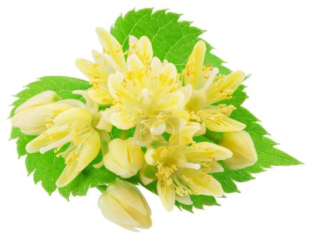 Photo for Linden flowers or lime tree flowers on white background. File contains clipping path. - Royalty Free Image