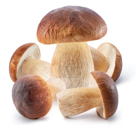 Photo for Porcini mushrooms on white background. File contains clipping path. - Royalty Free Image