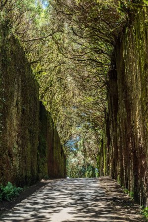 Foto de Las ramas inusuales de los árboles forman arcos sobre el estrecho paso entre las rocas en el Parque Rural de Anaga. Camino viejo al Pico del Ingls. Isla de Tenerife. - Imagen libre de derechos
