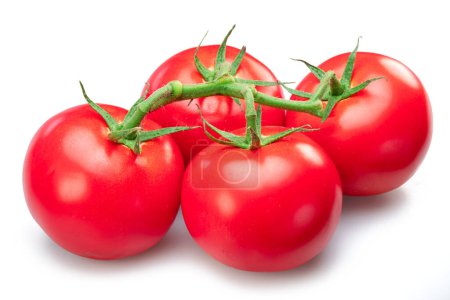 Foto de Rama de tomate aislada sobre fondo blanco. Macro tiro. - Imagen libre de derechos