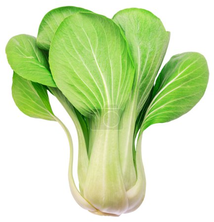 Photo for Bok choy or chinese cabbage isolated on white background. File contains clipping path. - Royalty Free Image