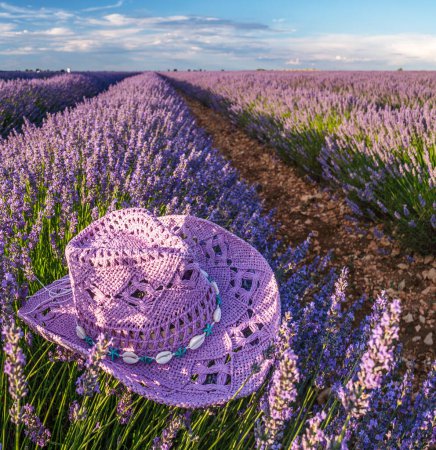 Photo for Violet sun hat over lavender bush in the lavender field in blossom. Brihuega, Spain. - Royalty Free Image