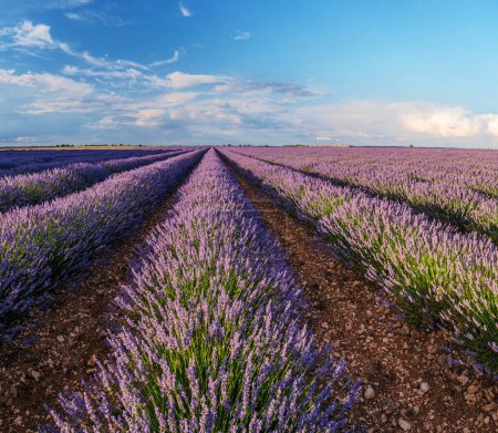 Photo for Lavender field in blossom. Rows of lavender bushes stretching to the skyline. Stunning sky at the background.Brihuega, Spain. - Royalty Free Image