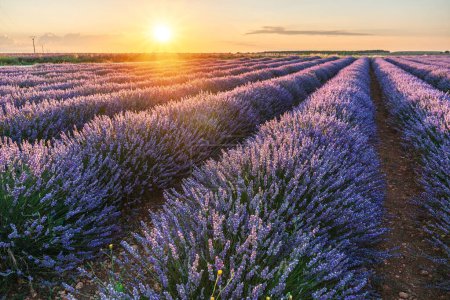 Photo for Lavender field in blossom. Rows of lavender bushes stretching to the skyline. Stunning  sunset sky at the background. Brihuega, Spain. - Royalty Free Image
