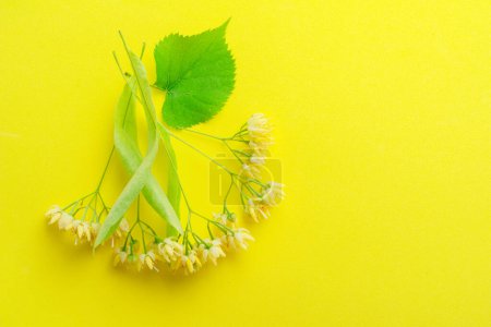 Téléchargez les photos : Fleurs et feuilles de tilleul isolées sur fond jaune. - en image libre de droit