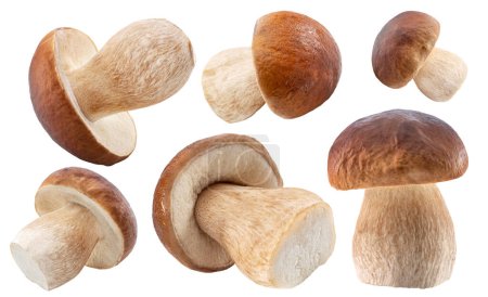Photo for Porcini mushrooms on white background. File contains clipping paths. - Royalty Free Image