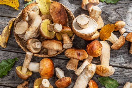 Photo for Fresh harvest of porcini mushrooms on wooden table. Lucky result of mushroom picking. - Royalty Free Image