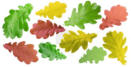 Photo for Set of colorful oak leaves. File contains clipping paths. - Royalty Free Image