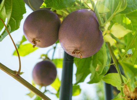 Téléchargez les photos : Fruits de la passion violet foncé sur la passiflore vigne dans le jardin gros plan. - en image libre de droit