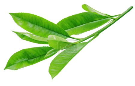 Photo for Fresh tea leaves isolated on white background. File contains clipping path. - Royalty Free Image