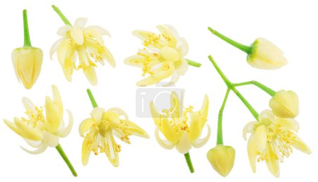 Téléchargez les photos : Collection de fleurs de tilleul isolées sur fond blanc. Couper les chemins. - en image libre de droit