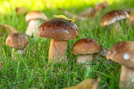Photo for Porcini mushrooms between fresh green grass in the sunny forest. Close-up. - Royalty Free Image