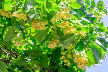 Photo for Linden flowers between abundant foliage leaves. Lime tree or tilia tree in blossom. Blue sky at the background. - Royalty Free Image