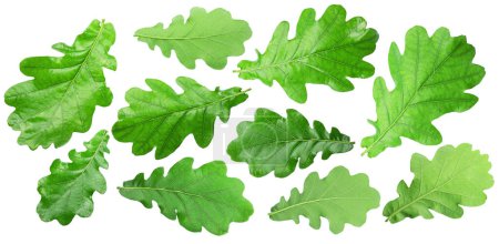 Photo for Set of green oak leaves. File contains clipping paths. - Royalty Free Image