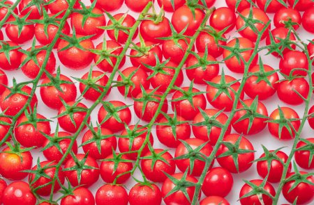 Téléchargez les photos : Beaucoup de branches de tomates cerises rouges recouvertes de petites gouttes d'eau. Vue de dessus. Contexte alimentaire. - en image libre de droit