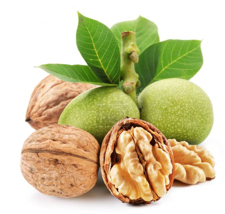 Téléchargez les photos : Whole walnut and walnut kernel  with leaves isolated on white background. - en image libre de droit