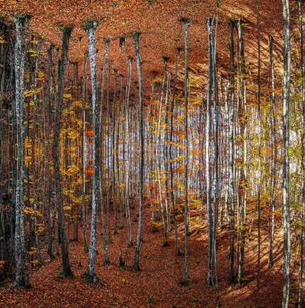 Téléchargez les photos : Forêt de contes de fées, troncs d'arbres poussent du sol dans le sol - en image libre de droit
