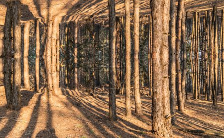 Foto de Los troncos de los árboles vacíos crecen desde el suelo hasta el suelo. Imagen futurista. - Imagen libre de derechos