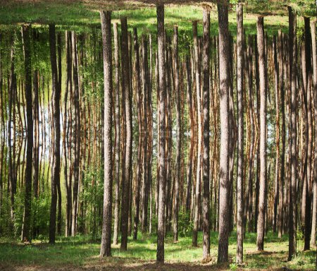 Foto de Bosque de verano de cuento de hadas, troncos de árboles crecen desde el suelo hasta el suelo - Imagen libre de derechos