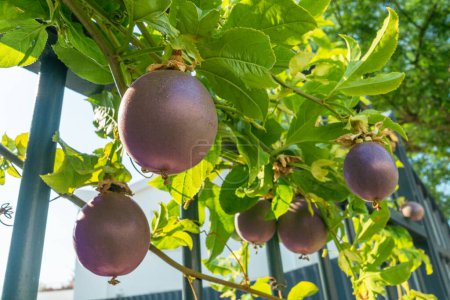 Téléchargez les photos : Fruits de la passion violet foncé sur la passiflore vigne dans le jardin gros plan. - en image libre de droit