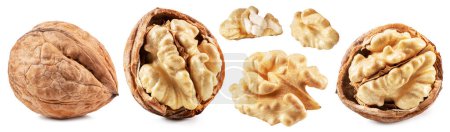 Photo for Collection of walnuts and walnut kernel with leaves on white background File contains clipping path. - Royalty Free Image