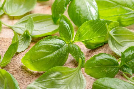 Photo for Fresh basil leaves on a wooden table. Nice herb spice background for your projects. - Royalty Free Image