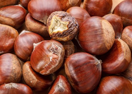 Photo for Edible sweet chestnuts with roasted chestnut. Great food background for your progects. - Royalty Free Image