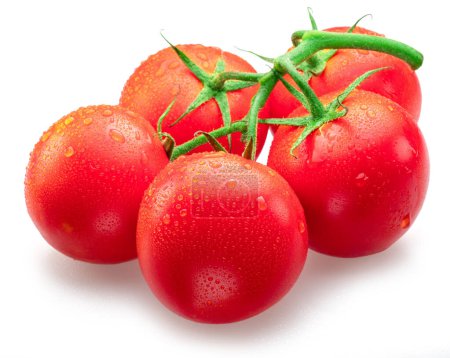 Téléchargez les photos : Branche de tomate recouverte de gouttes d'eau isolées sur fond blanc. Macro shot. - en image libre de droit
