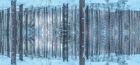 Foto de Los troncos de los árboles nevados crecen desde el suelo hasta el suelo. Bosque de invierno. Imagen futurista. - Imagen libre de derechos